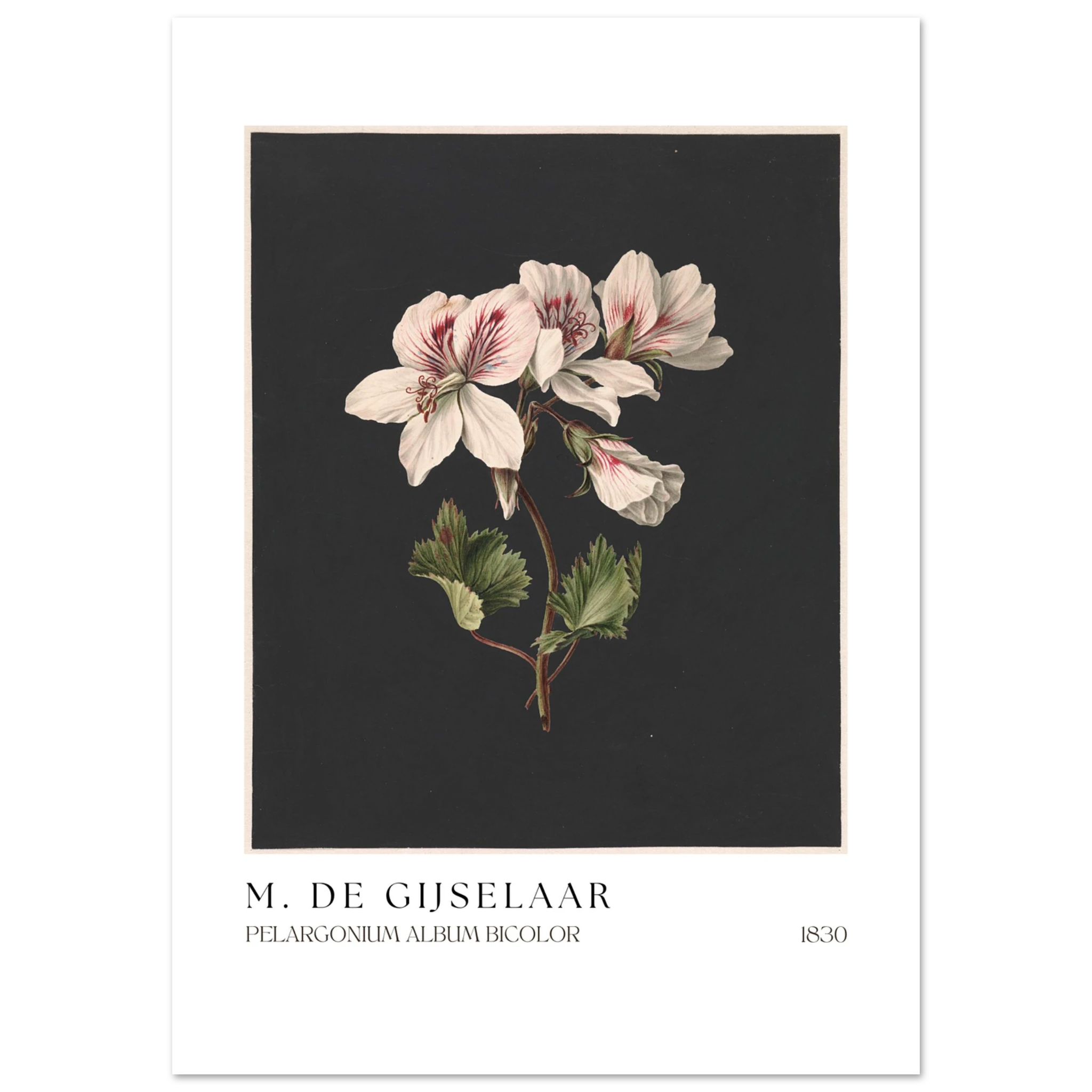 Pelargonium album bicolor Poster - Calda Design Studio