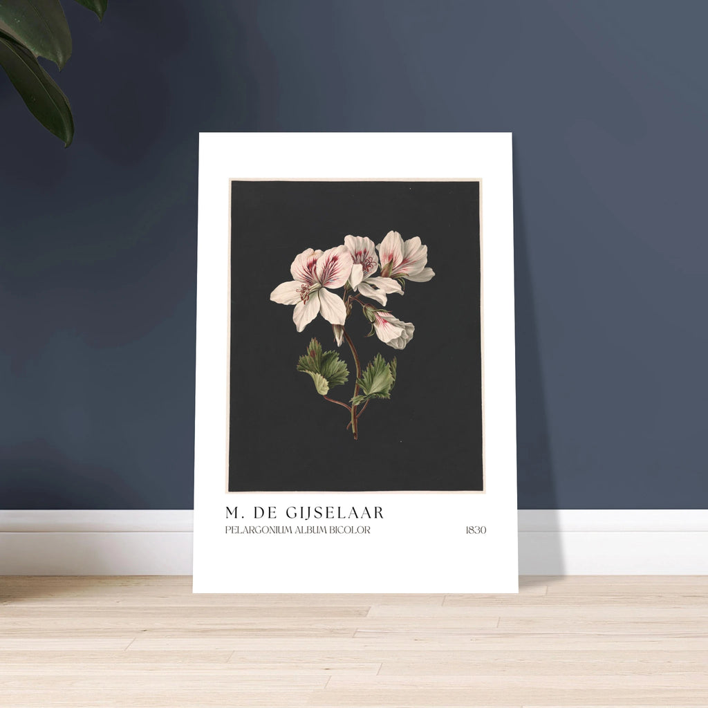 Pelargonium album bicolor Poster - Calda Design Studio