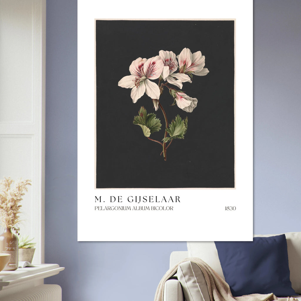 Pelargonium album bicolor Poster - Calda Design Studio